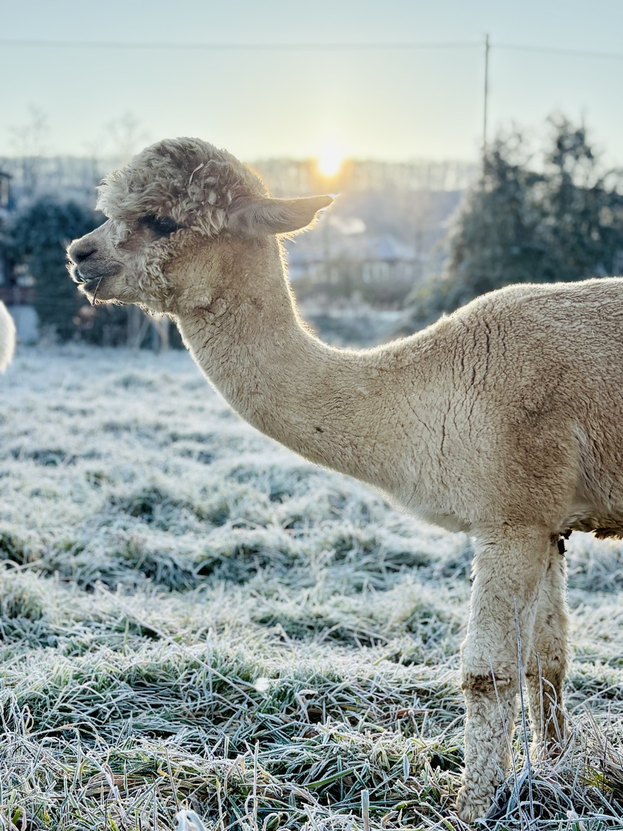 Ein cremefarbenes Alpaka an einem frostigen Wintermorgen auf der Wiese.