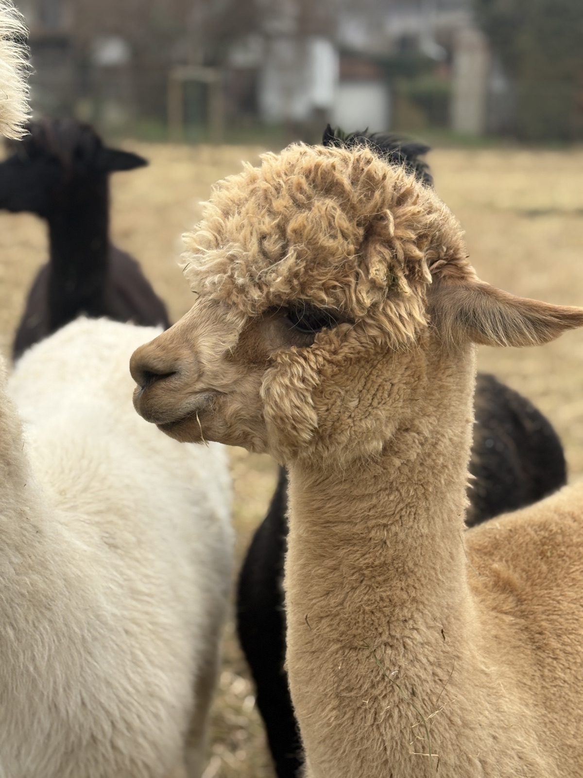 Ein neugieriges fawnfarbenes Alpaka blickt in die Kamera – dahinter die Herde.